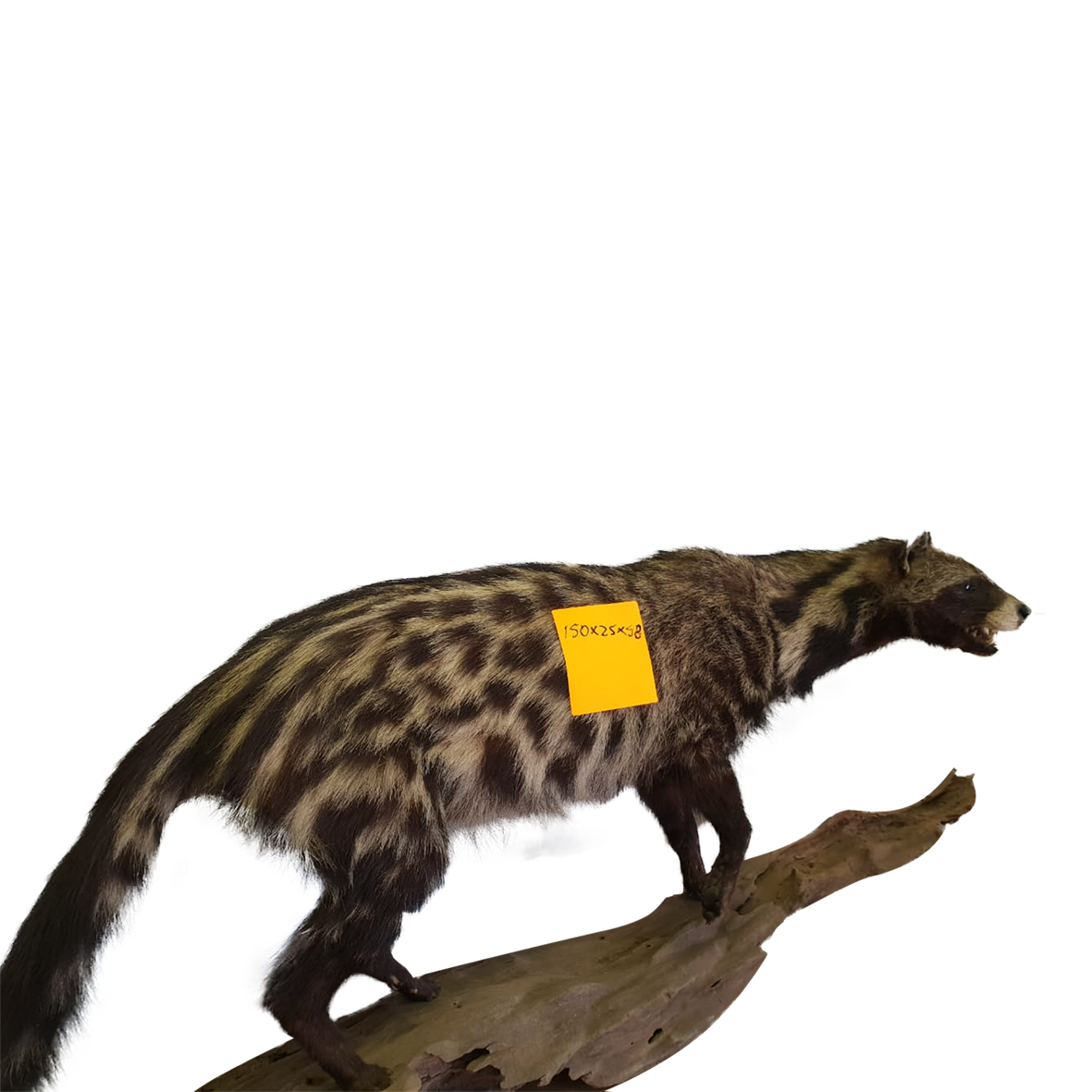 Civet Full Mount - Image 2