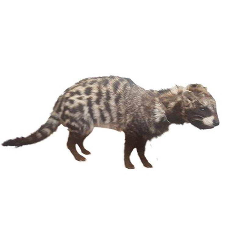 Civet Full Mount CFM01 - Image 2