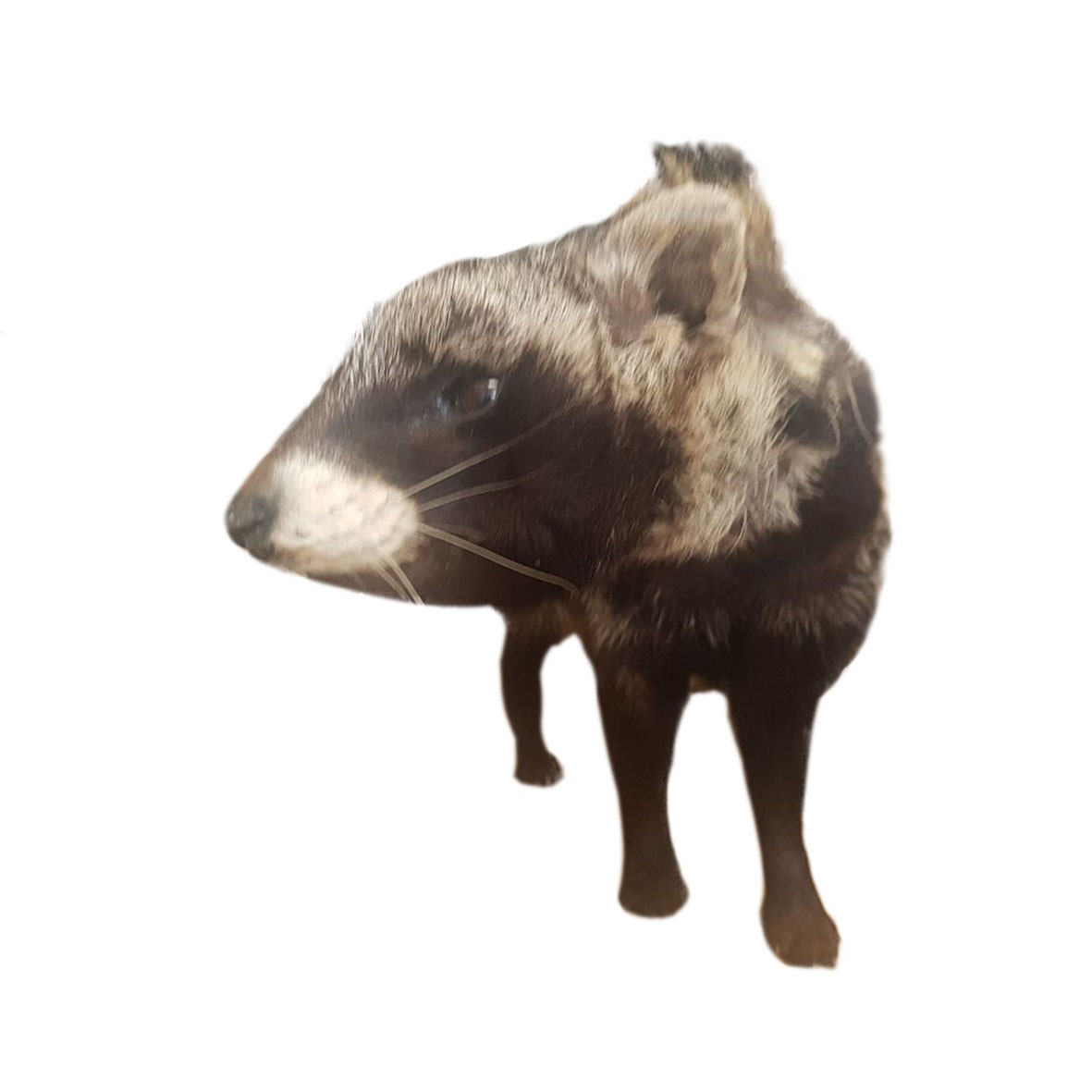 Civet Full Mount CFM01 - Image 4