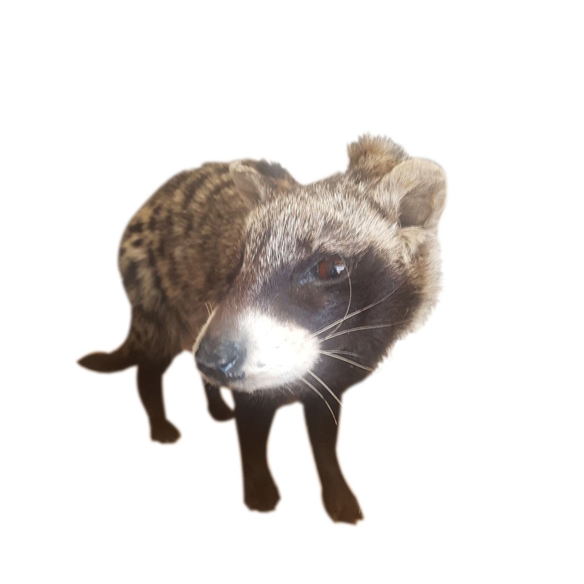 Civet Full Mount CFM01 - Image 5
