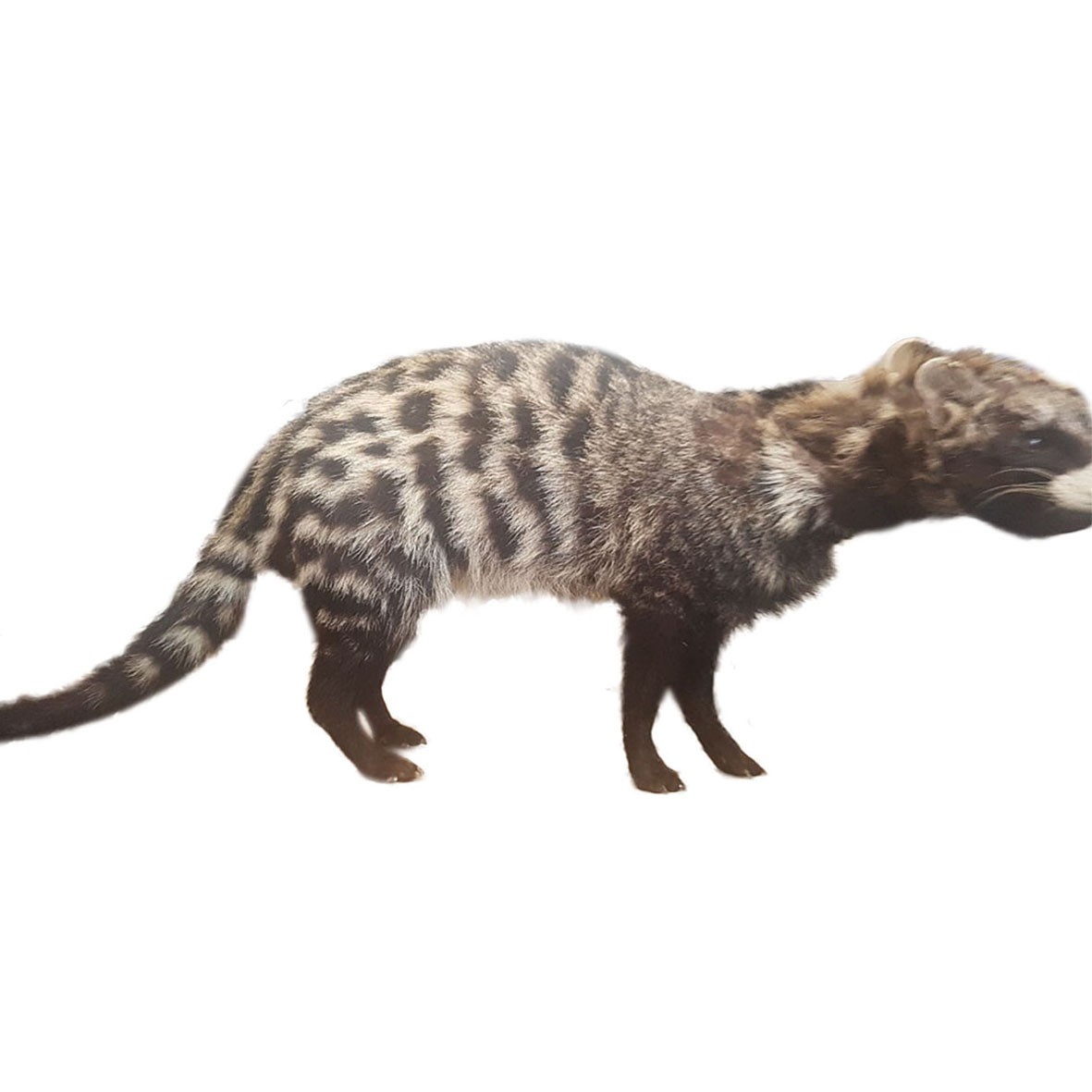 Civet Full Mount CFM01 - Image 6