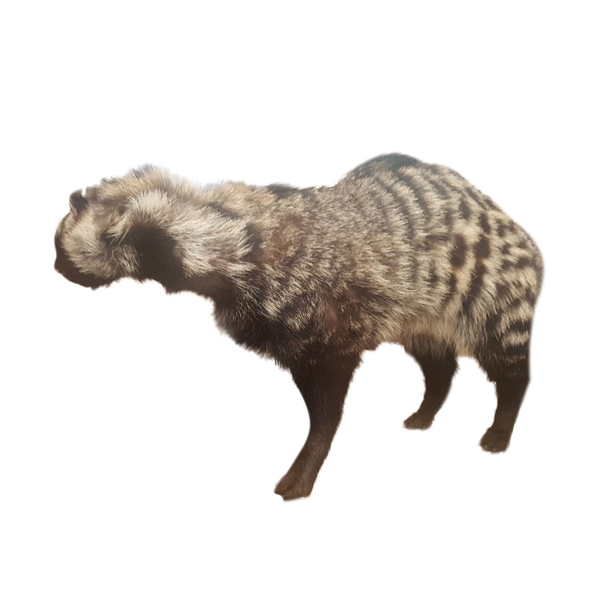 Civet Full Mount CFM01 - Image 7
