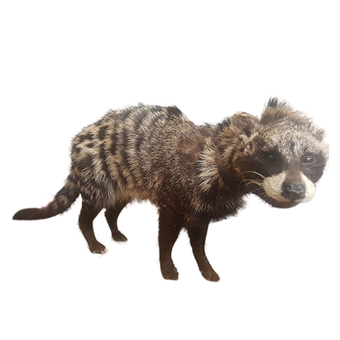 Civet Full Mount CFM01