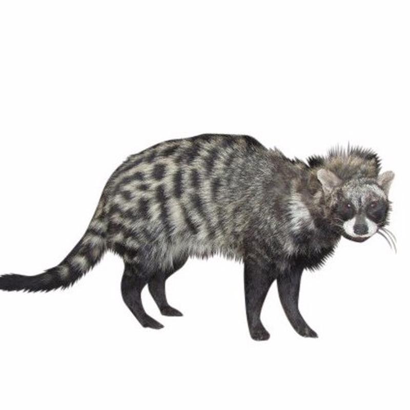 Civet Full Mount - CVFM1