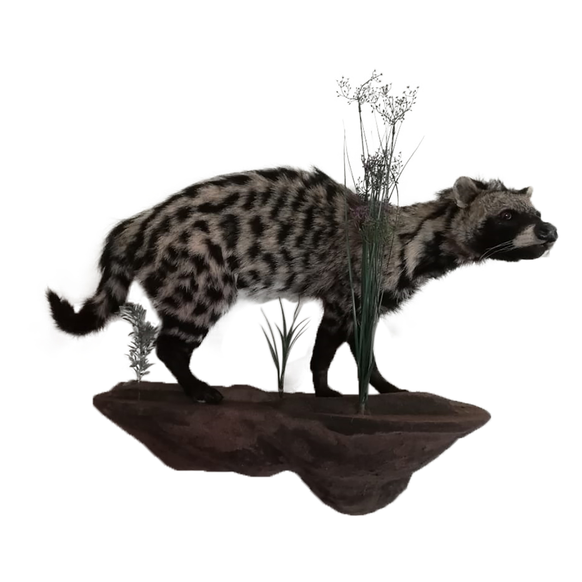 CIVET FULL MOUNT ON BASE CFM2 - Image 2