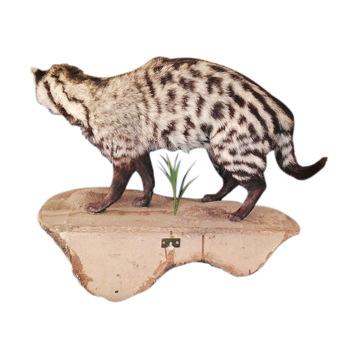 CIVET FULL MOUNT ON BASE CFM2 - Image 3