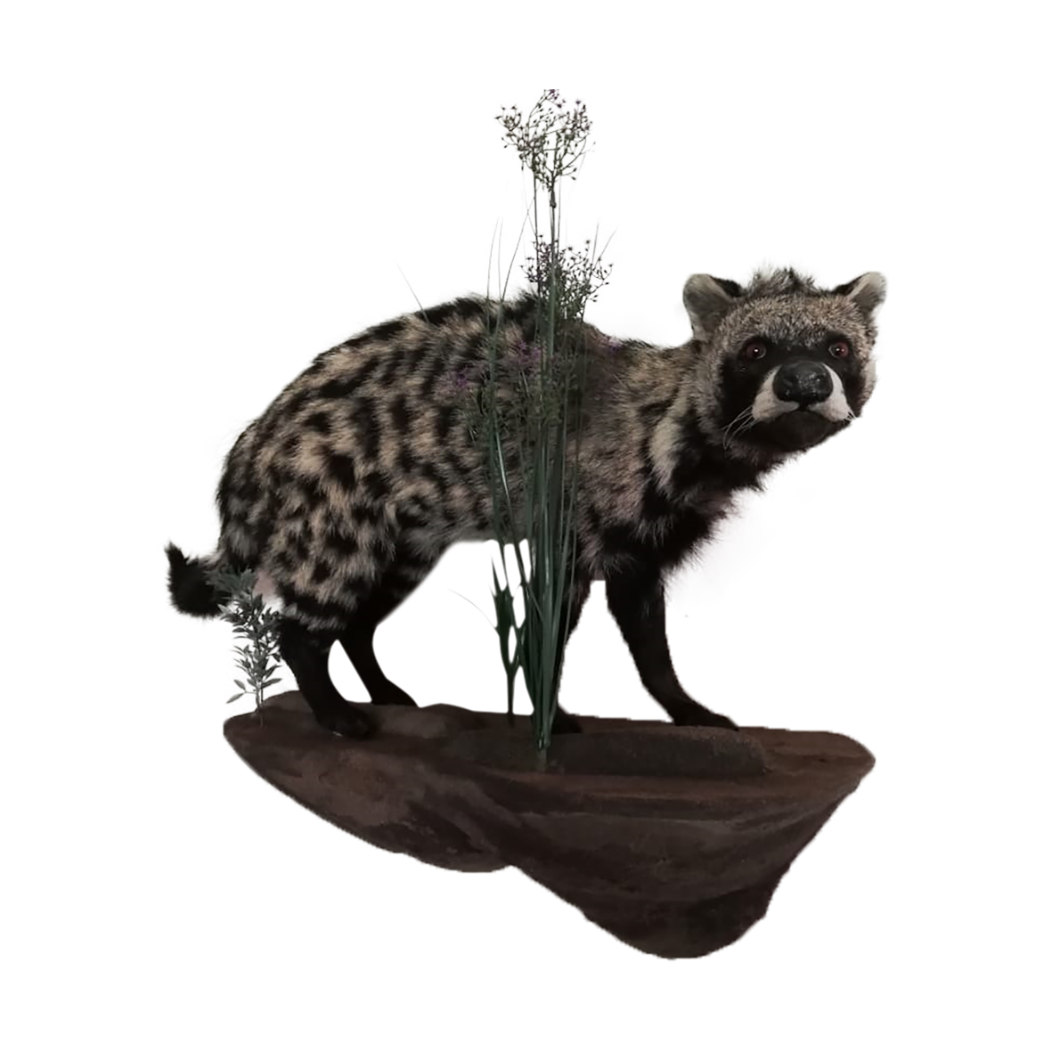 CIVET FULL MOUNT ON BASE CFM2