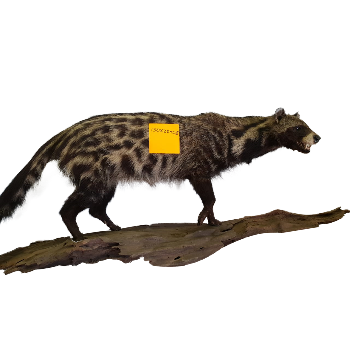 Civet Full Mount