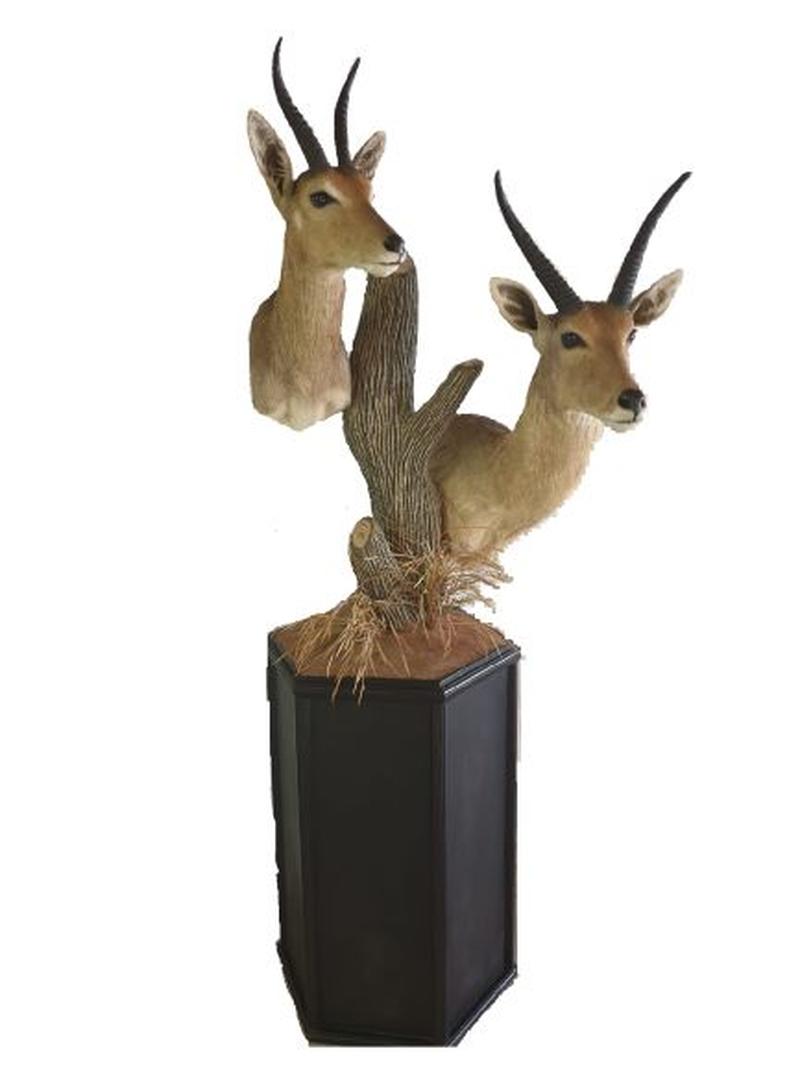 Common Reedbuck Pedestal Mount - RPM01