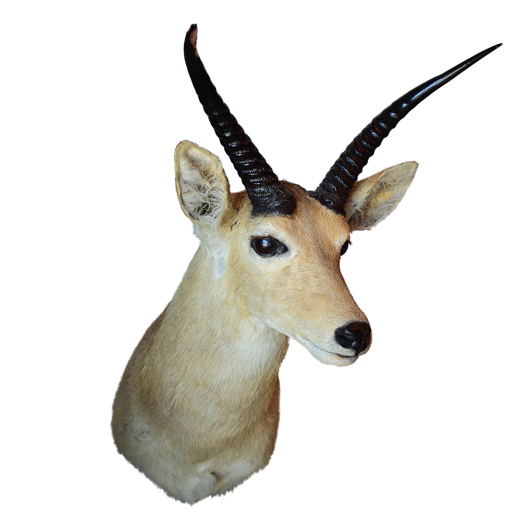 Common Reedbuck Shoulder Mount RBSM02
