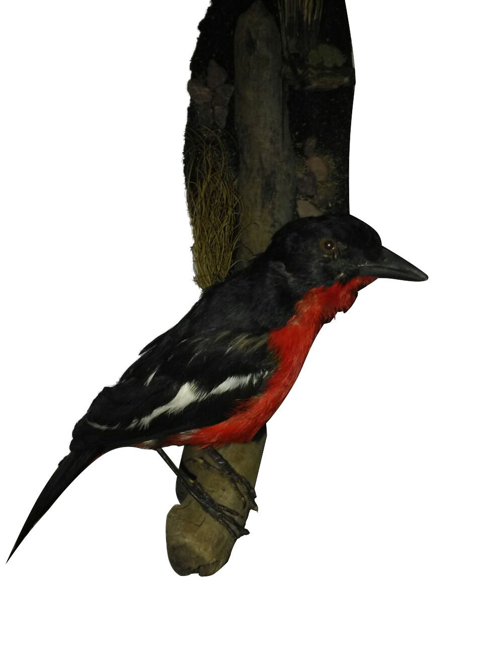 CRIMSON BREASTED SHRIKE