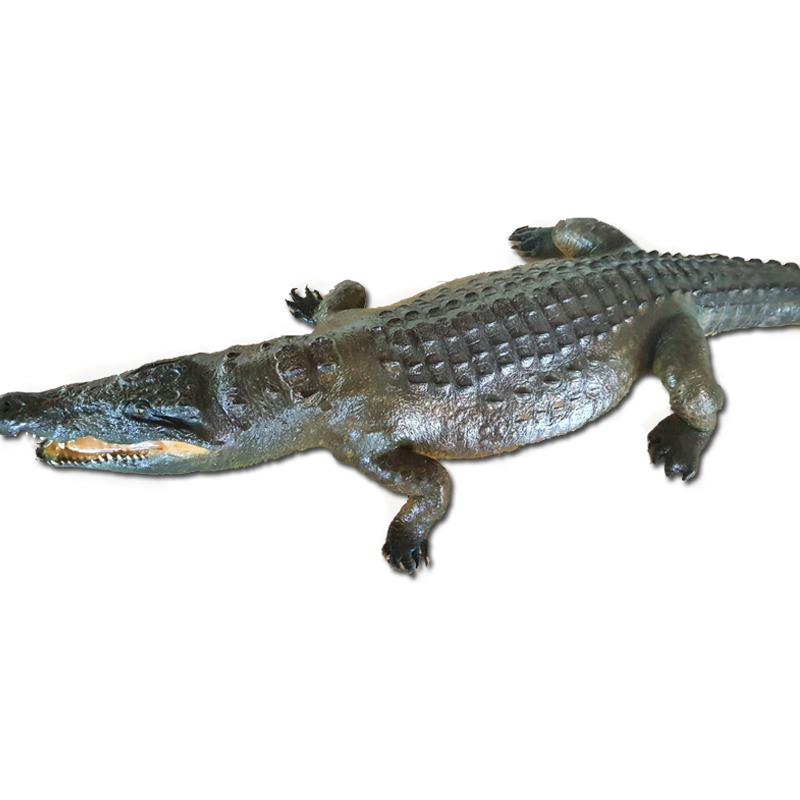 Crocodile Full Mount - CFM100 - Image 3