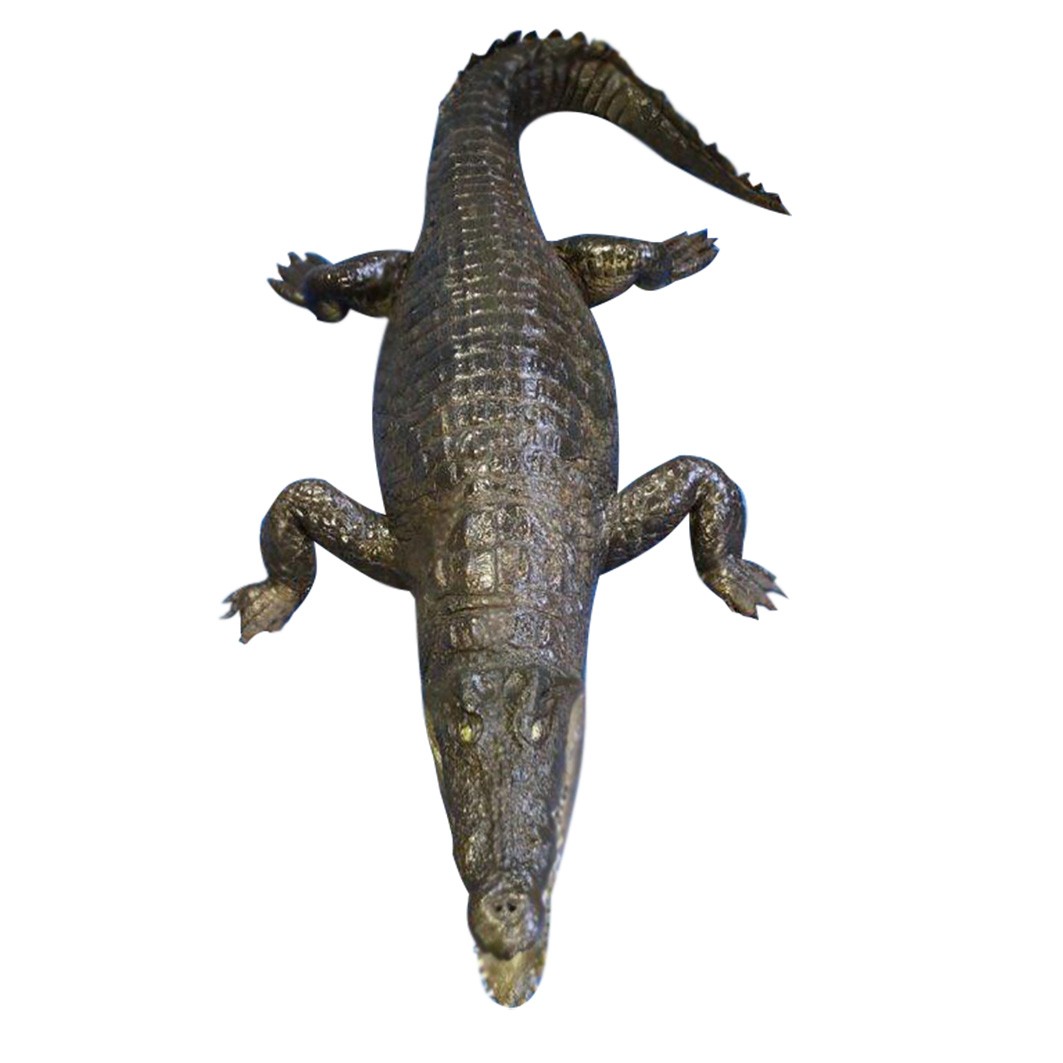 Crocodile Full Mount CFFM01 - Image 4
