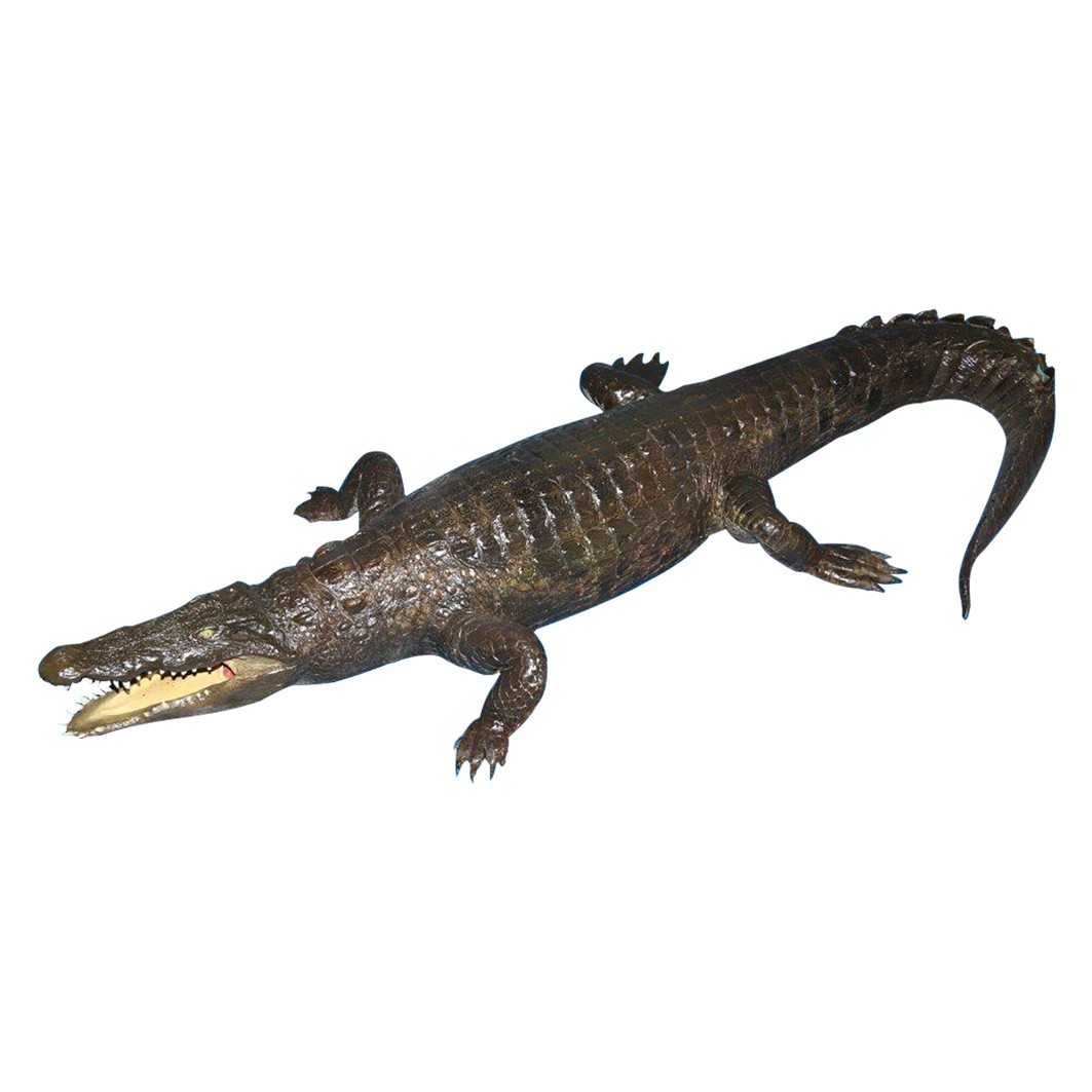 Crocodile Full Mount CFFM01