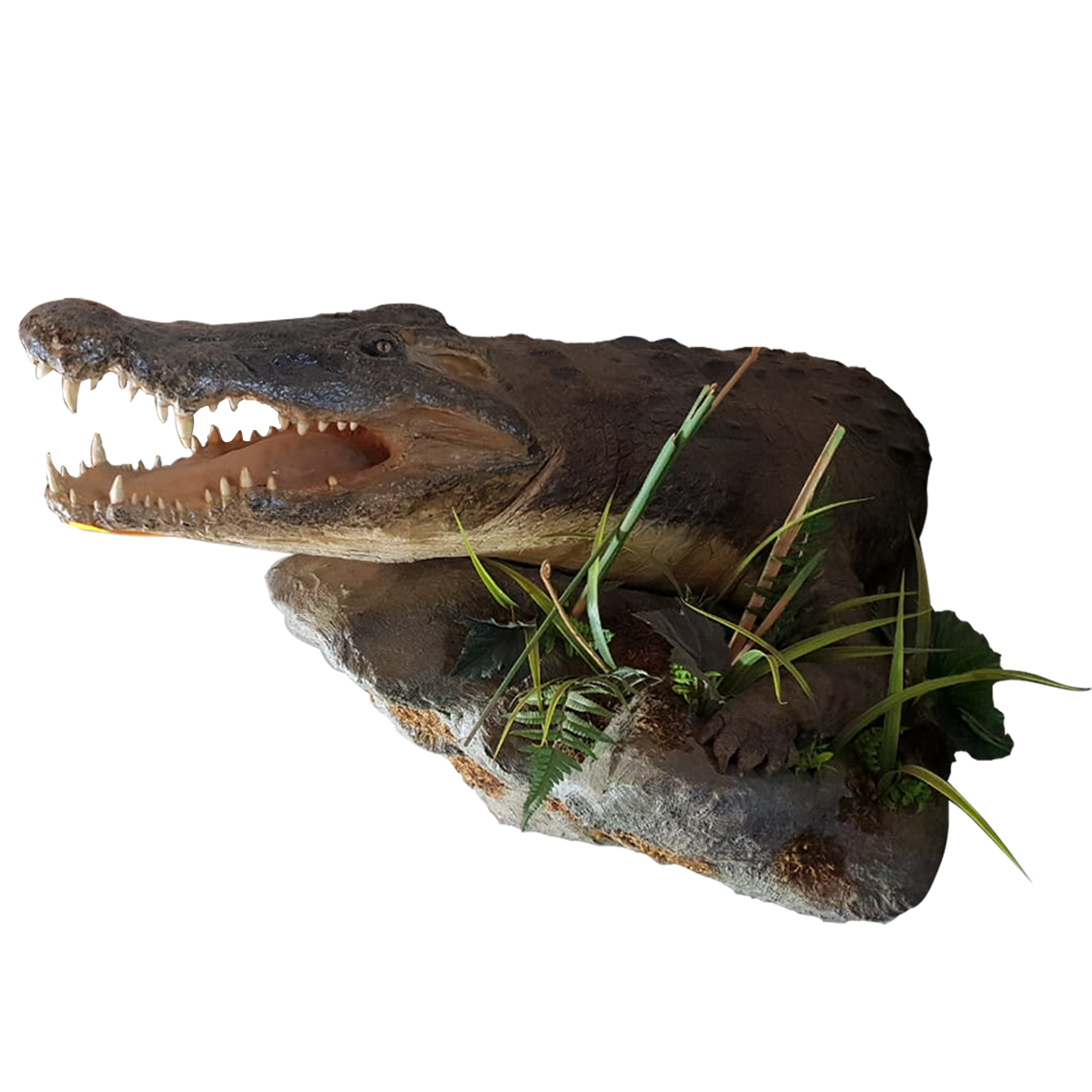 Crocodile Half Mount