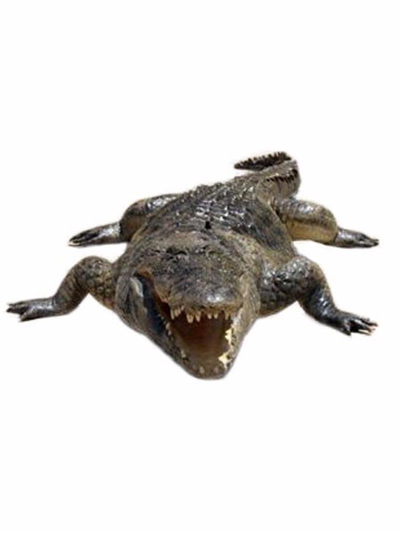 Crocodile Mounts For Sale - CMF01 - Image 2