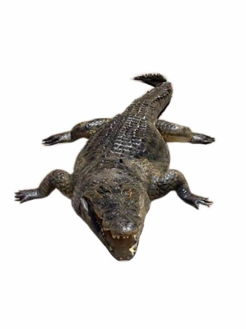 Crocodile Mounts For Sale - CMF01 - Image 3