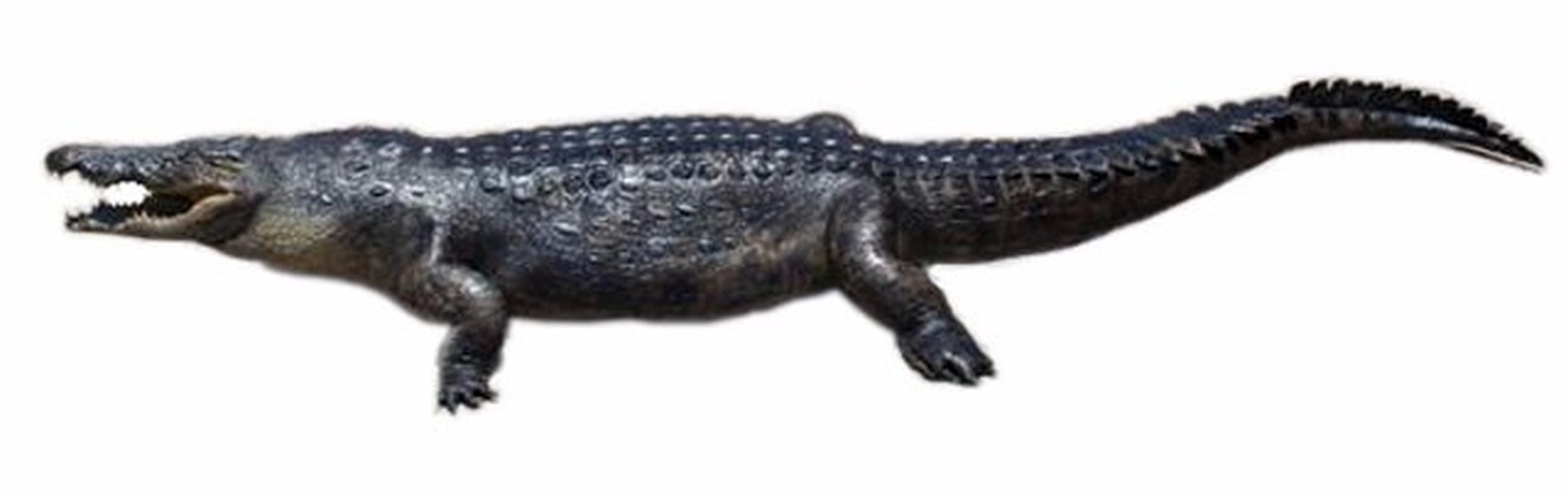 Crocodile Mounts For Sale - CMF01 - Image 4