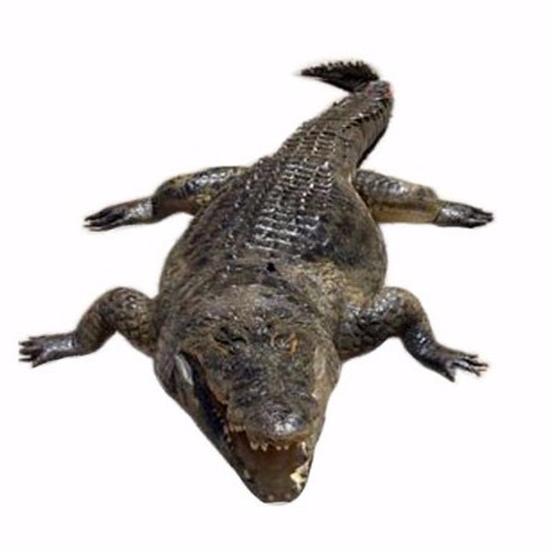 Crocodile Mounts For Sale - CMF01