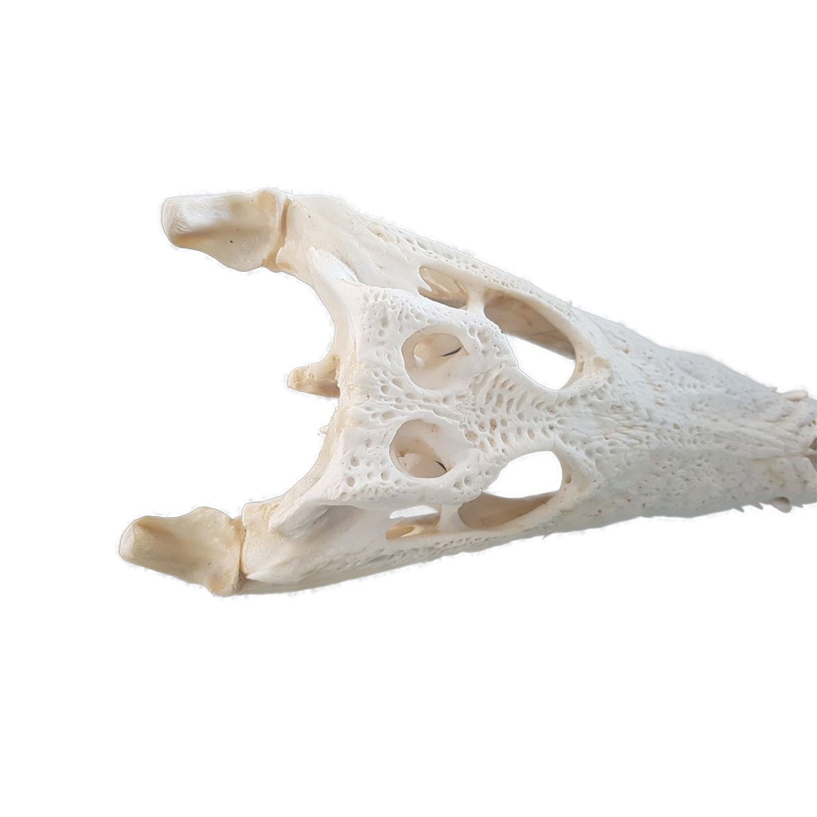 Crocodile Skull C01 - Image 3