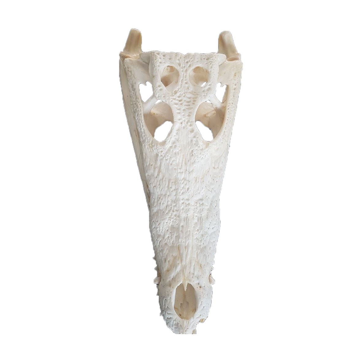 Crocodile Skull C01 - Image 4