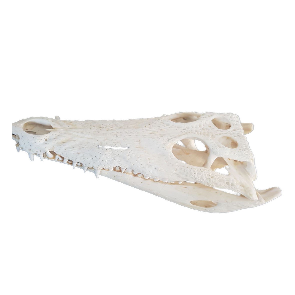 Crocodile Skull C01 - Image 5