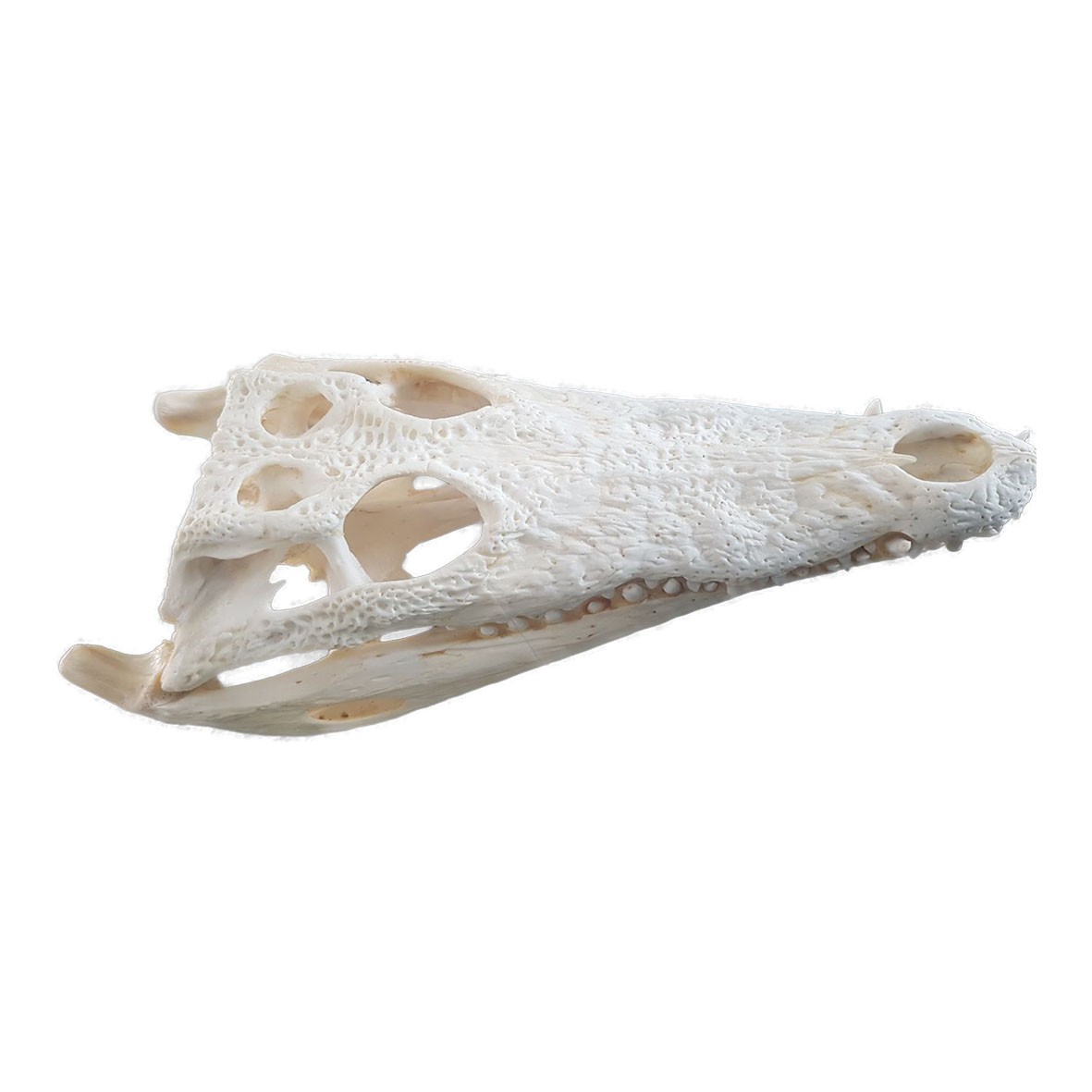 Crocodile Skull C01