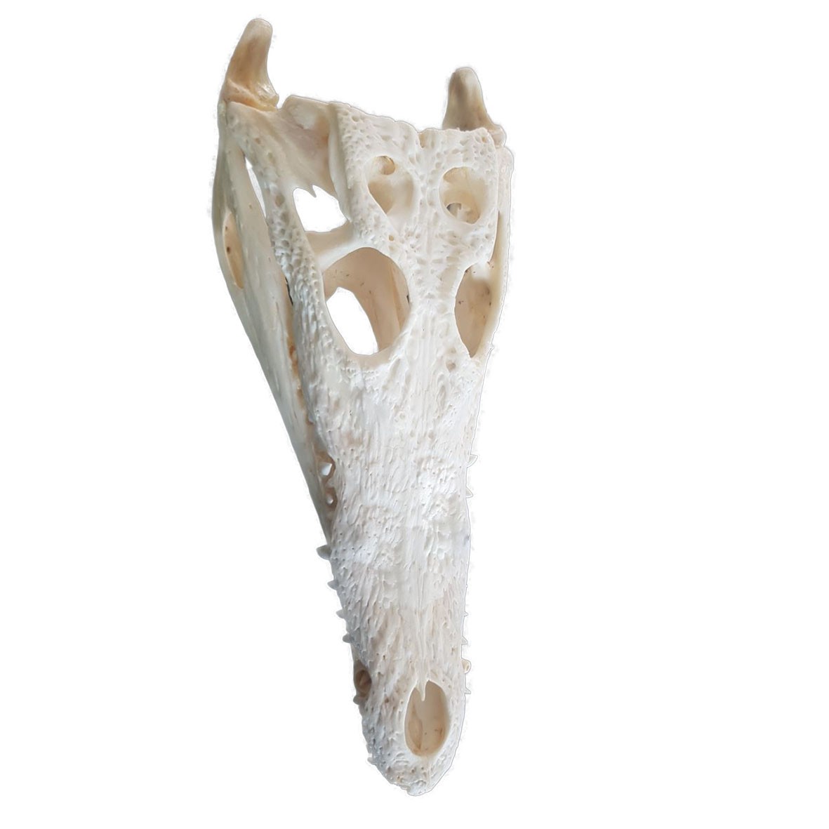 Crocodile Skull C02 - Image 2