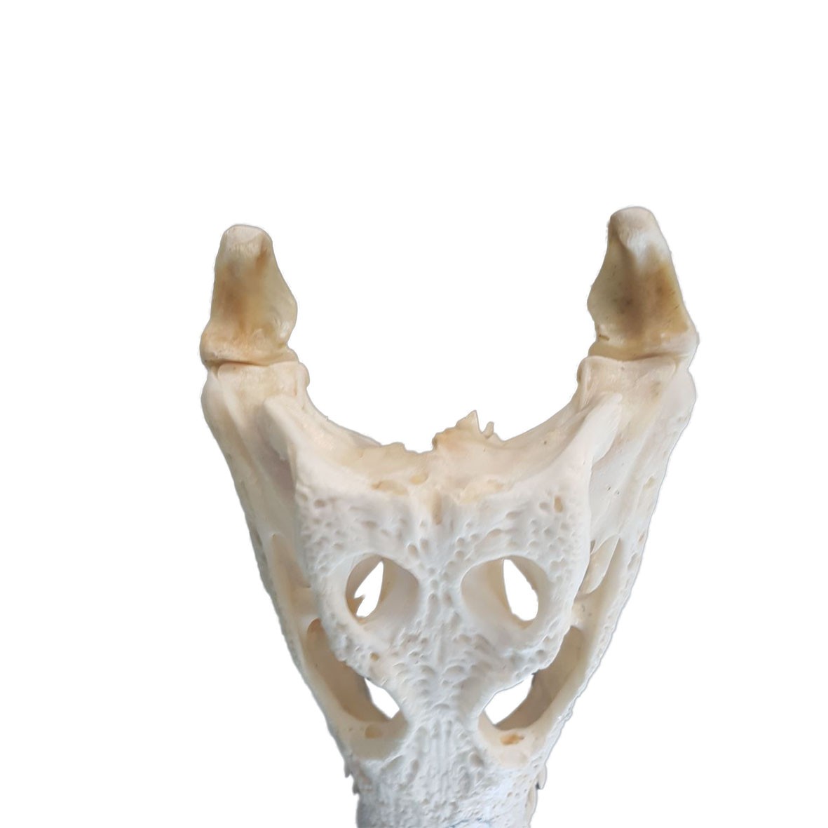 Crocodile Skull C02 - Image 3