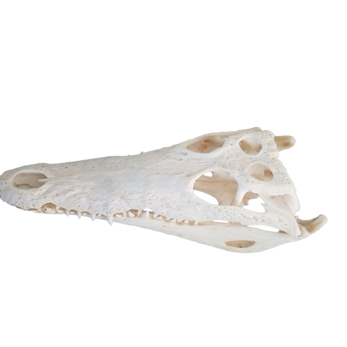 Crocodile Skull C02 - Image 4