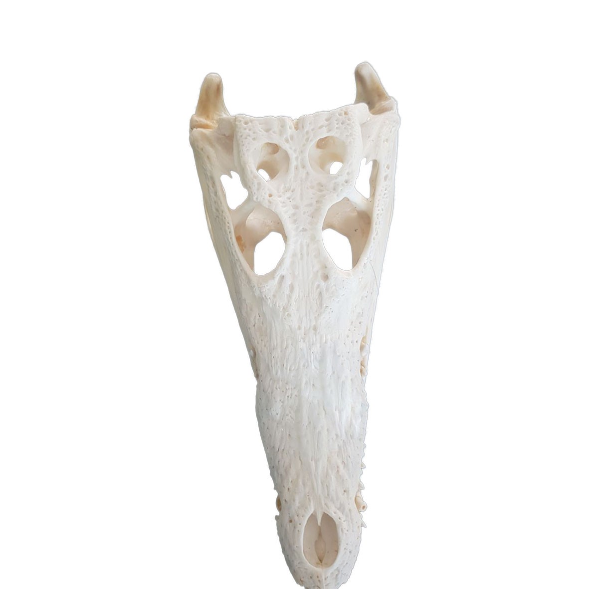 Crocodile Skull C02 - Image 5
