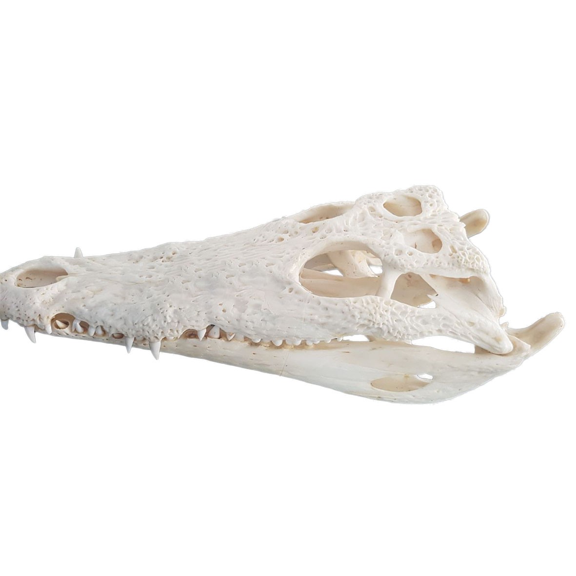 Crocodile Skull C03 - Image 2