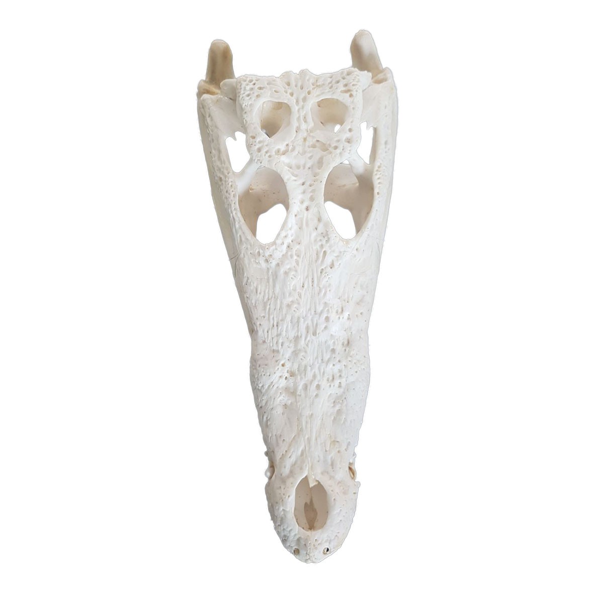 Crocodile Skull C03 - Image 4
