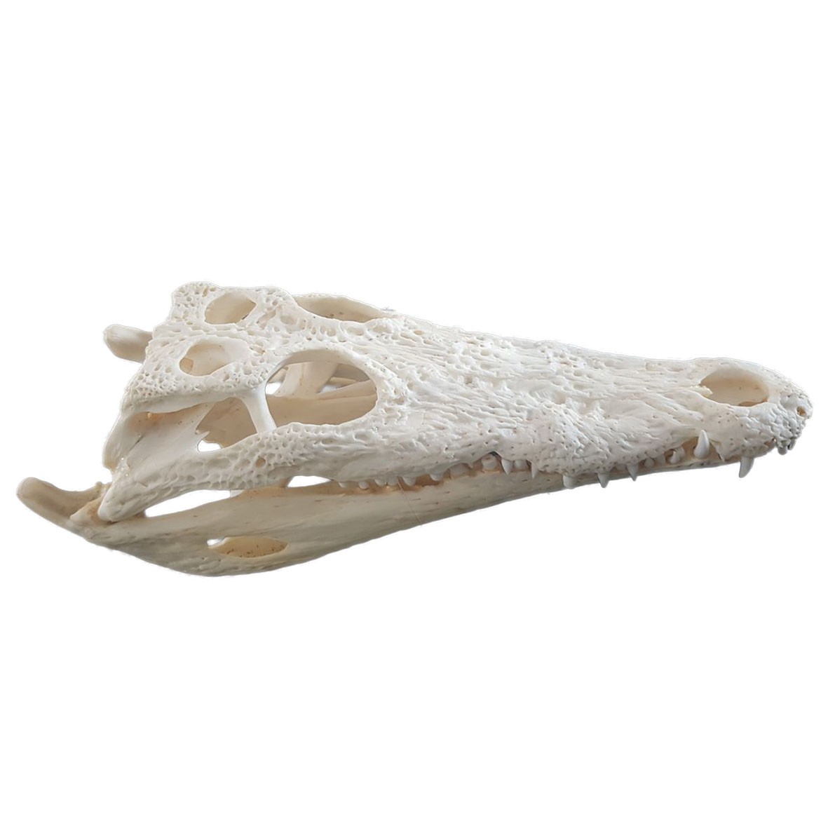 Crocodile Skull C03 - Image 5