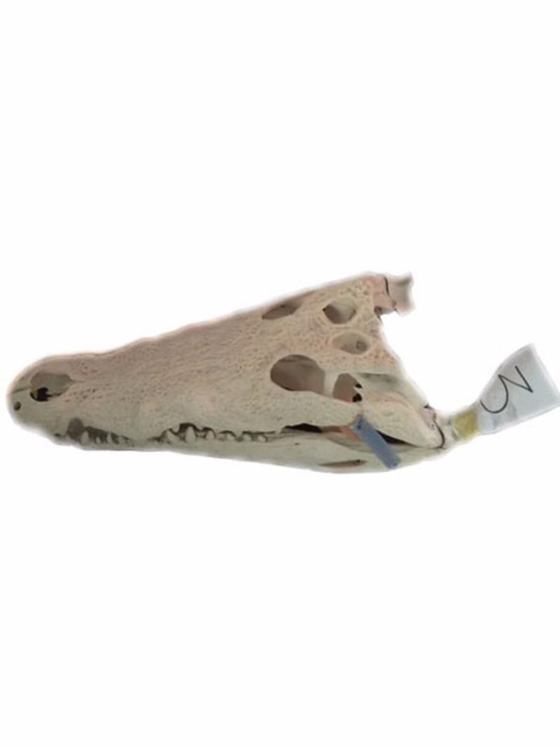 Crocodile Skull For Sale C1 - Image 2