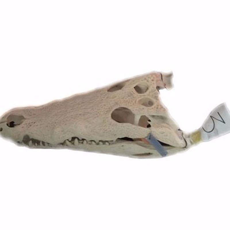 Crocodile Skull For Sale C1