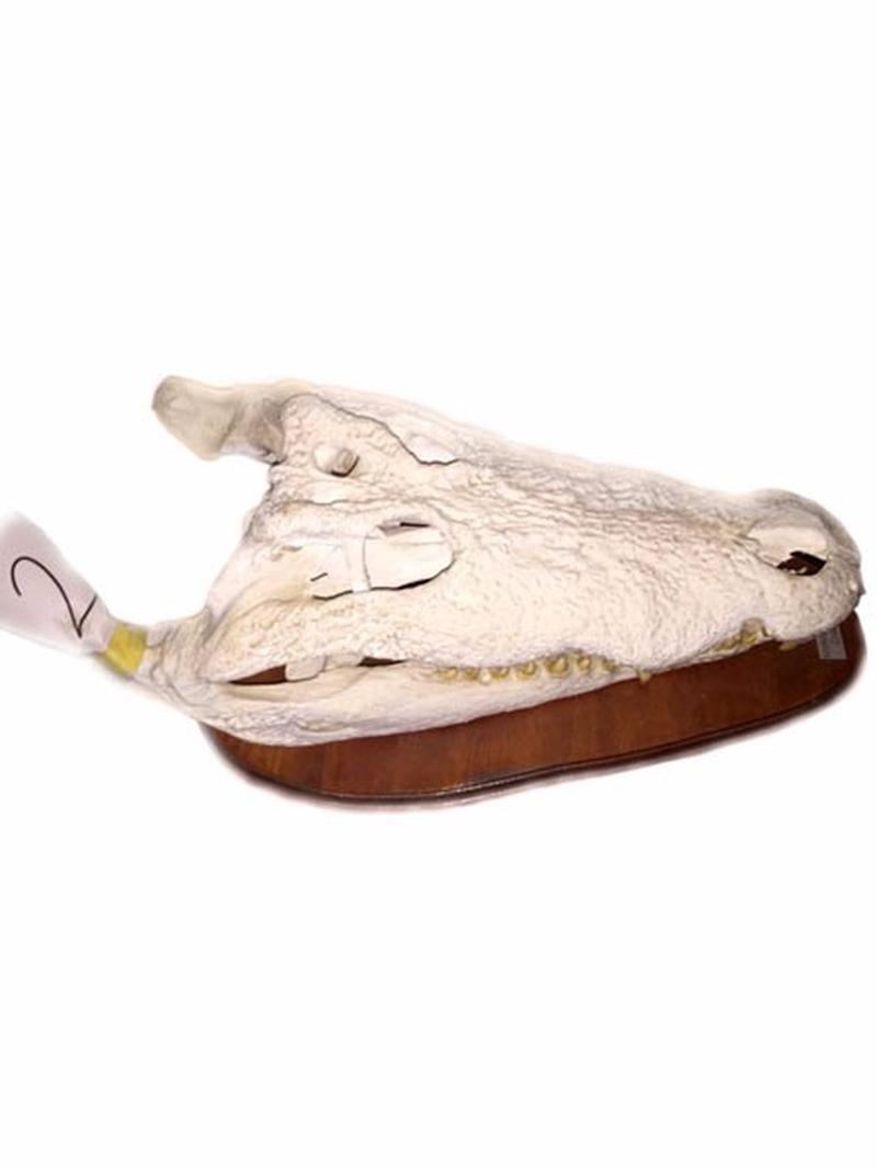 Crocodile Skull For Sale CS1 - Image 2