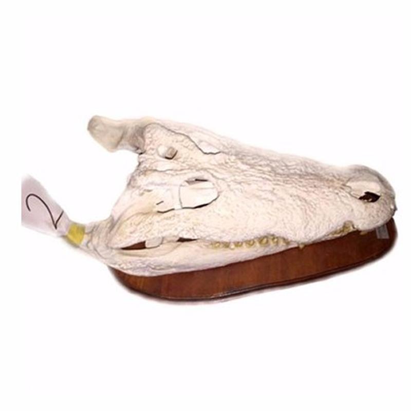 Crocodile Skull For Sale CS1