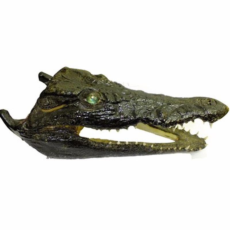 Crocodile Skull P W - Image 2