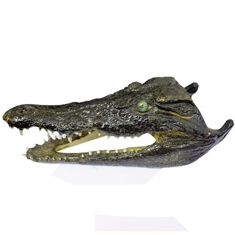 Crocodile Skull P W - Image 4