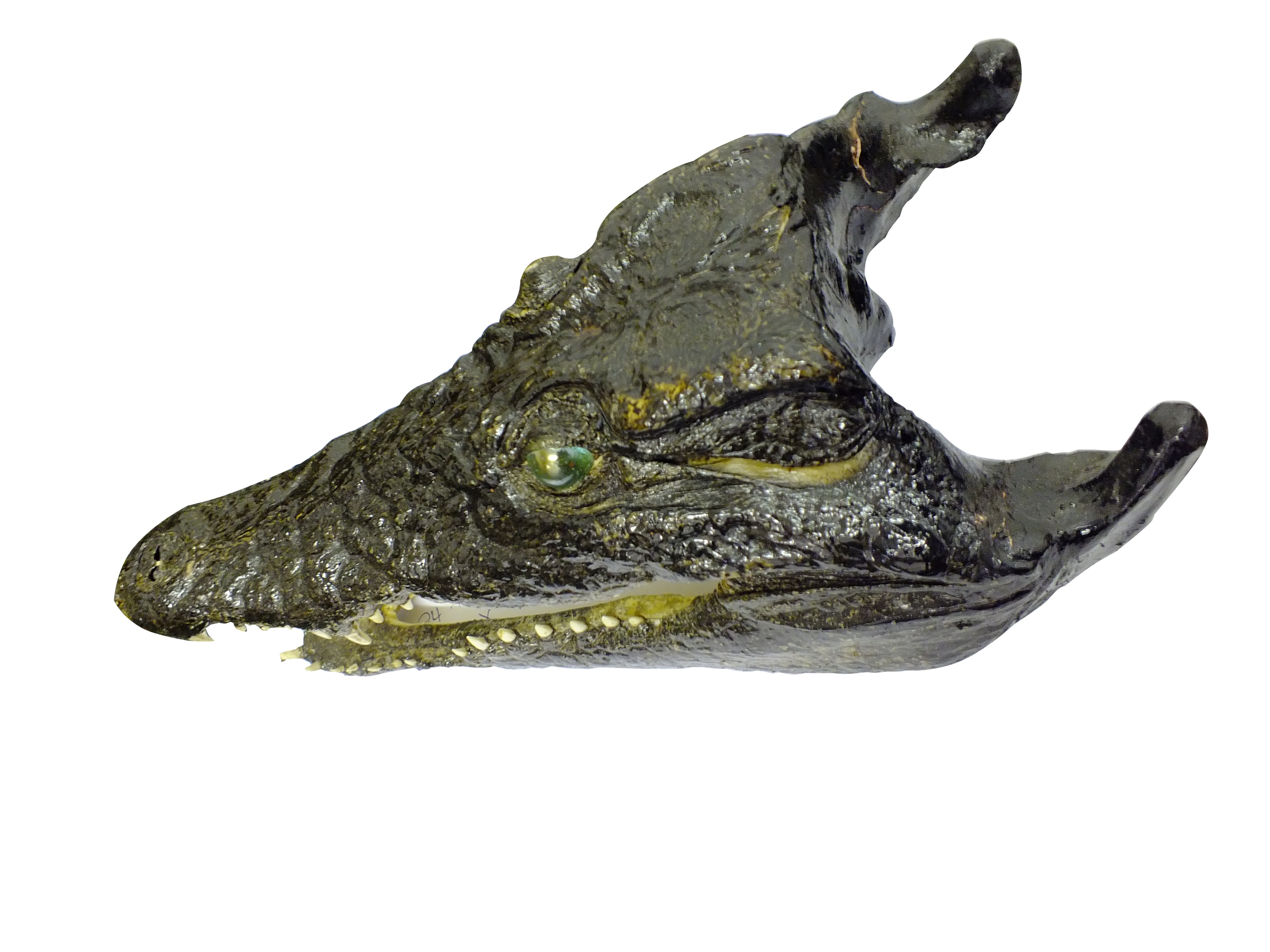 Crocodile Skull P W - Image 6