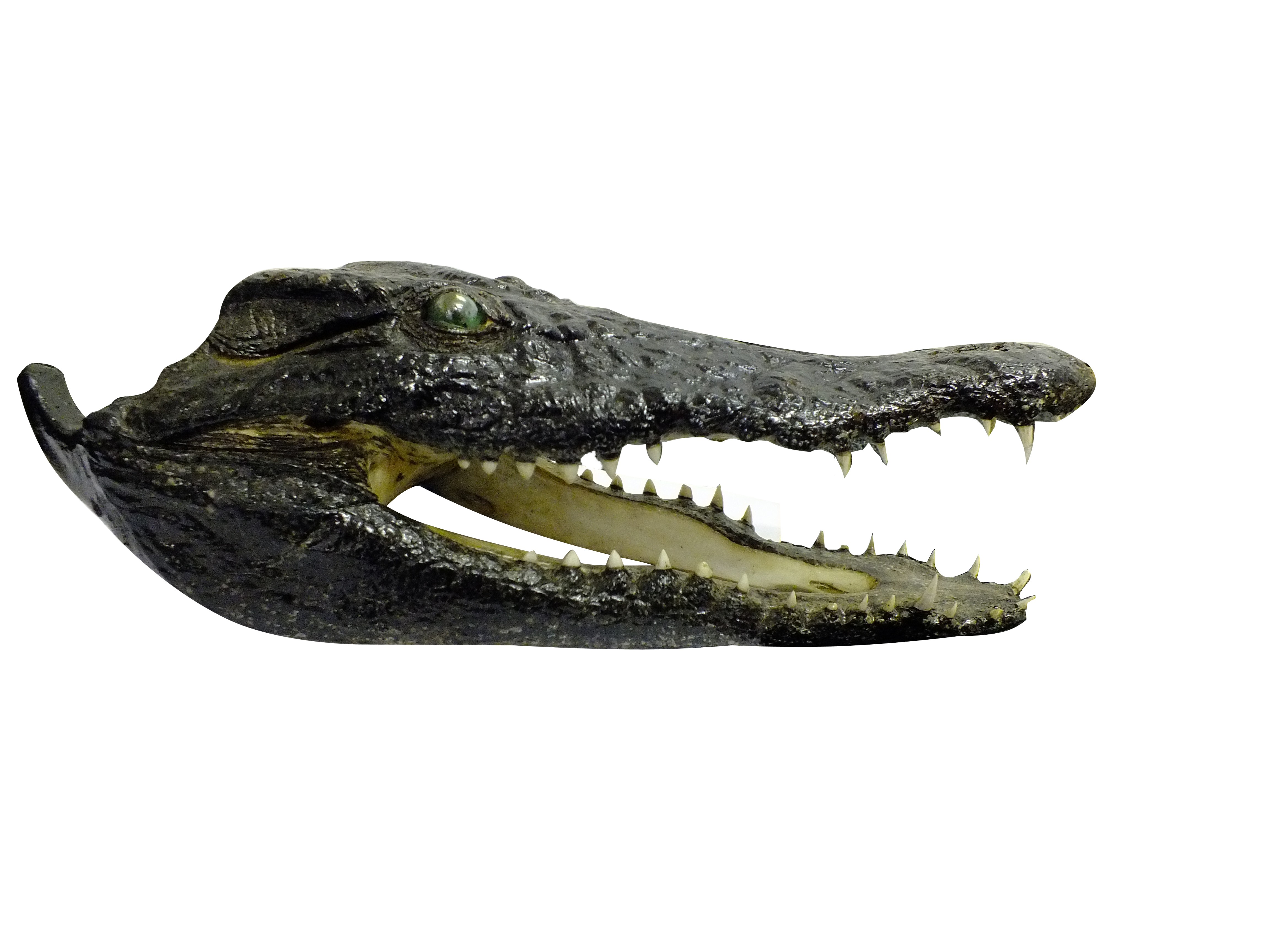 Crocodile Skull P W - Image 3
