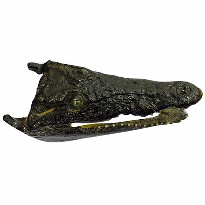 Crocodile Skull P W - Image 7