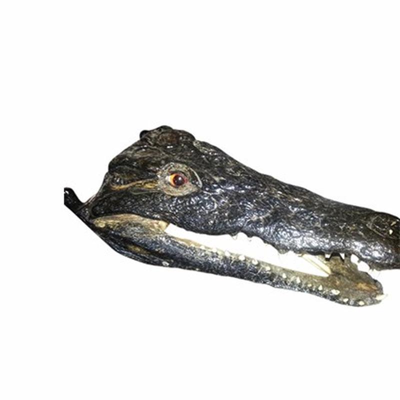 Crocodile Skull P W