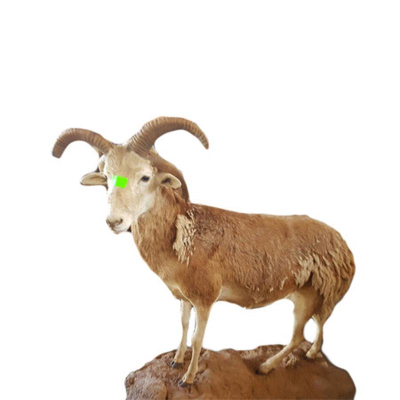 Damara Four Horned Sheep Full Mount FHS1 - Image 2