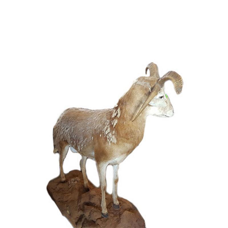 Damara Four Horned Sheep Full Mount FHS1 - Image 3