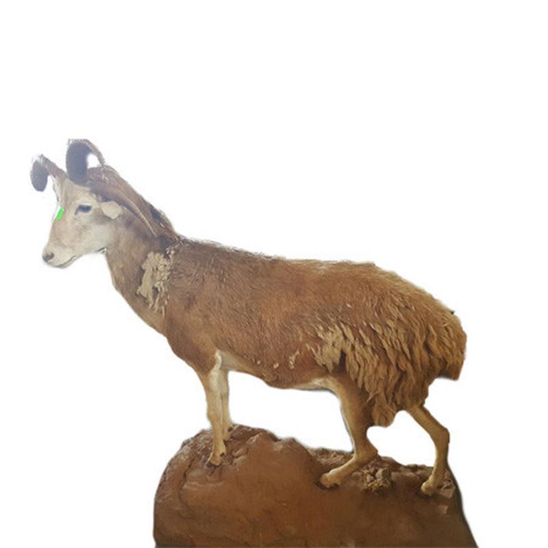 Damara Four Horned Sheep Full Mount FHS1