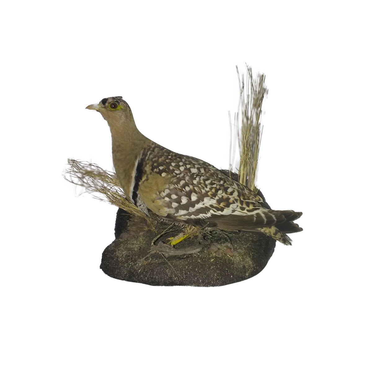 DOUBLE BRANDED SANDGROUSE