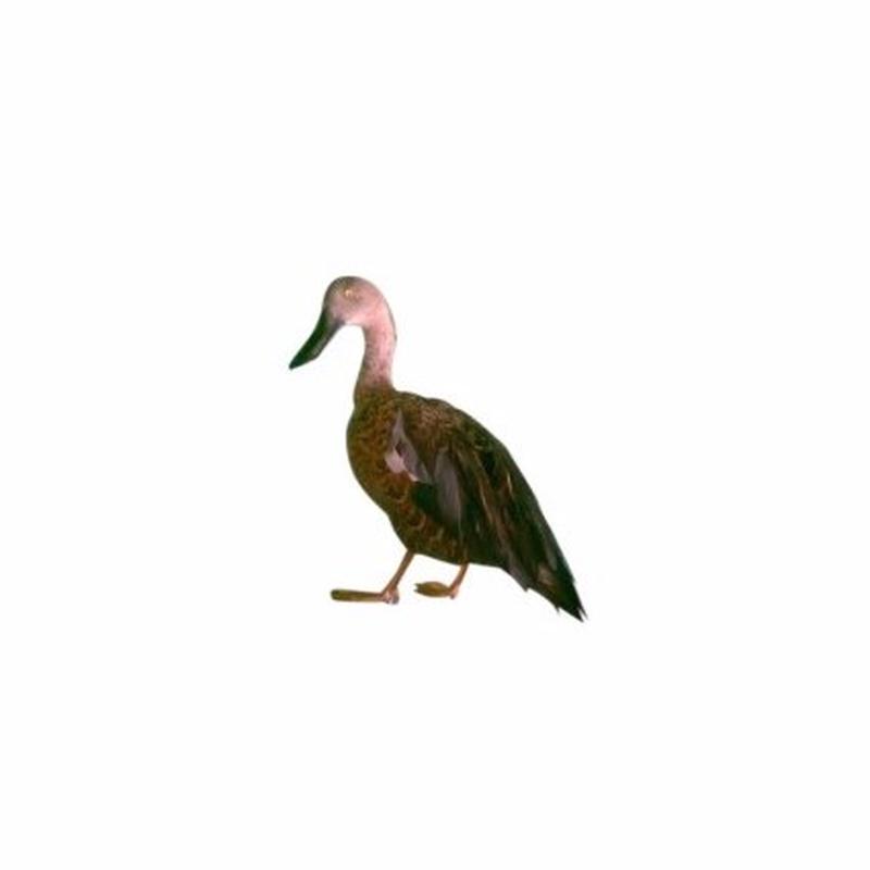 Duck - D001
