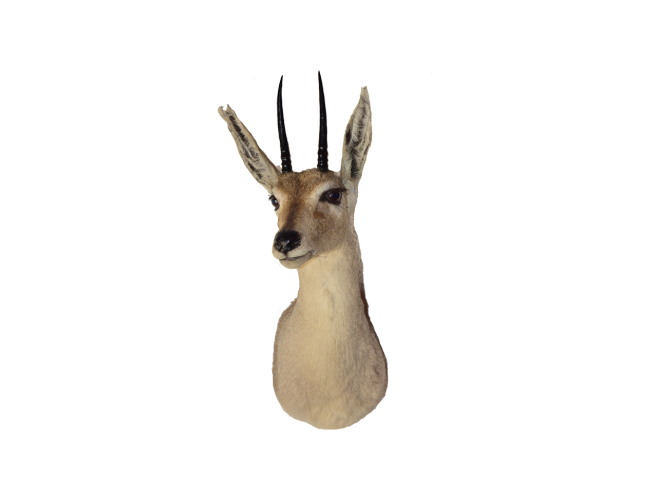Duiker Mount - DK101 - Image 2